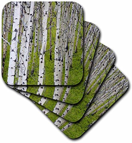 3dRose CST_91631_4 Горичка Аспеновых дървета Близо до Източния ледника Монтана - 27 долара CHA0803 - Чък Haney - Влакчета за керамични плочки, комплект от 8