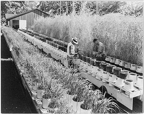 Исторически находки Снимка: Саксии с пръст, Експериментална станция Асоциация на захарните плантации на Хаваите,