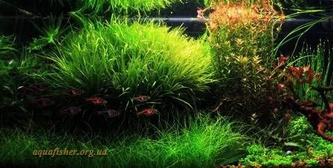 Отстъпки за водни растения - 3 вида живи аквариумни растения за начинаещи - Anubias + Ceratophyllum + Sword КУПИ