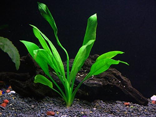 Лесна за опаковане на живи аквариумни растения - 7 вида - Anacharis, и други!