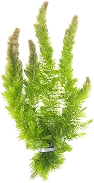 Живо Растение Ceratophyllum Аквариумный и Прудовое Водно Растение 4 Греда, Зелен
