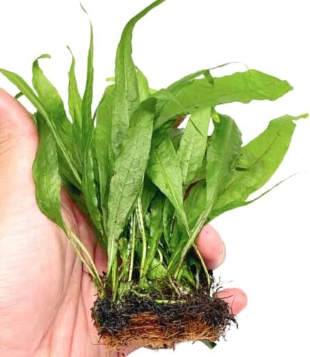 Planterest - Явански Папрат 1/2 Подложка Среден Microsorium Pteropus В САЩ се Отглеждат Живо Аквариумное Растение