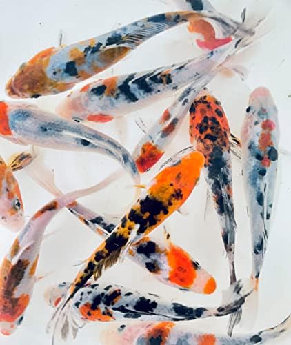 Три-цветен koi Toledo златната рибка за басейни, Аквариуми или водни Резервоари – Родени и отгледани в САЩ – Гаранция