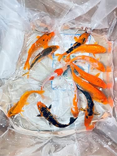 Златната рибка Толедо Червено-черна Koi за басейни, Аквариуми или водни Резервоари – е Родена и израснала в САЩ