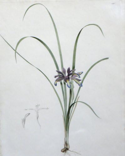 Чиния 299, Iris a feuilles de gramen (Ирис тревисто)