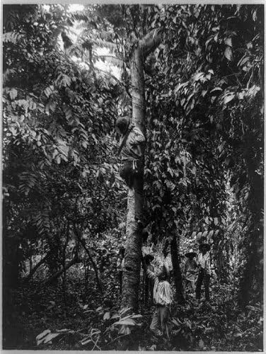 Исторически находки Снимка: Постукивание по Каучуковому дърво, долината на Мотагуа, Гватемала,1890-1925